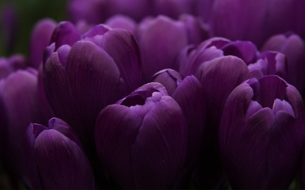 цветы фото, сиреневые тюльпаны