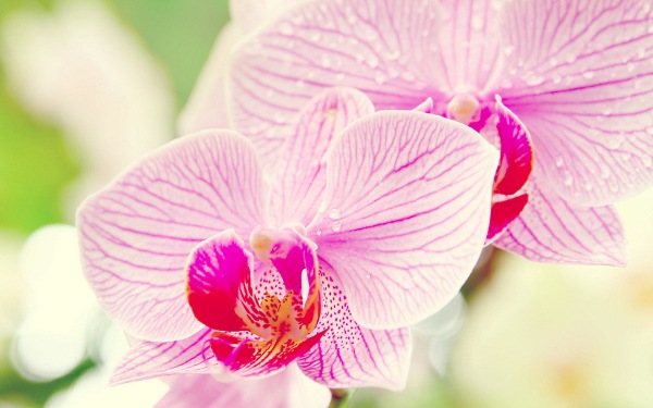 цветы фото, орхидея