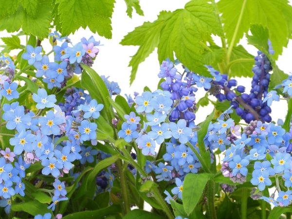цветы фото, голубенькие цветочки