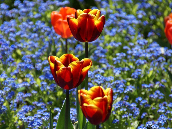 цветы фото, желто красный тюльпан
