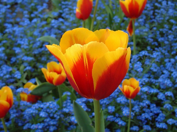 цветы фото, тюльпаны