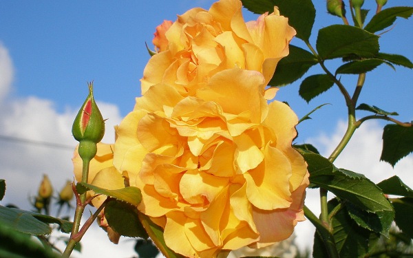 цветы фото, желтая роза