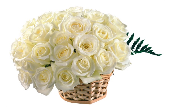 цветы фото, букет белых роз