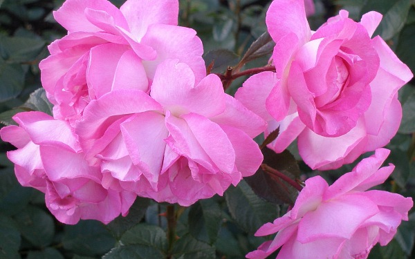 цветы фото, розовая роза