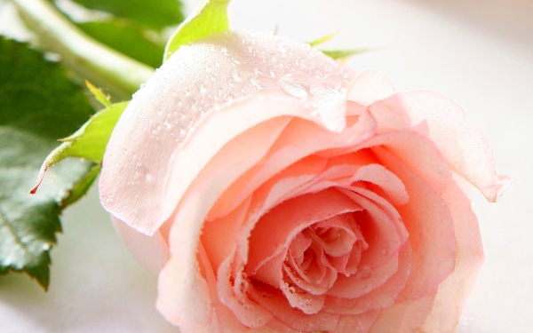 цветы фото, розовая розочка