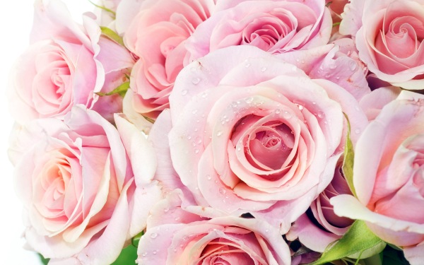цветы фотоЮ розовые розы