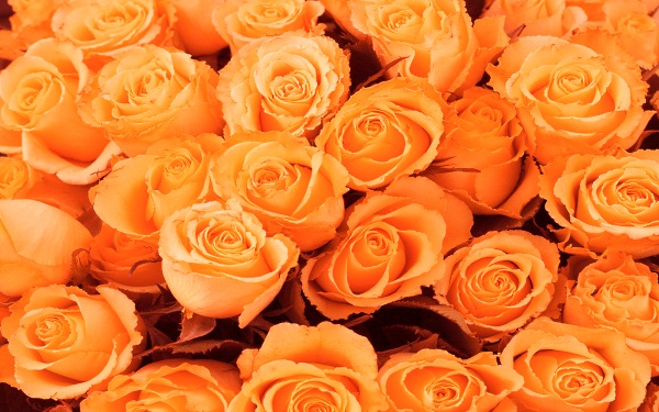 цветы фото, розы морковного цвета