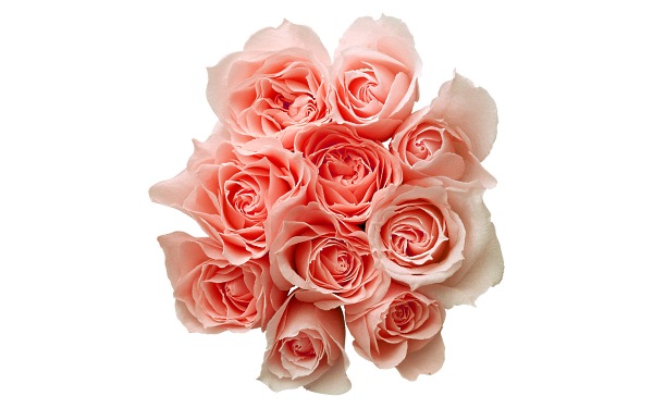цветы фото, розовые розы