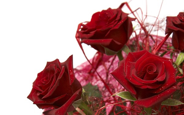 цветы фото, бордовые розы