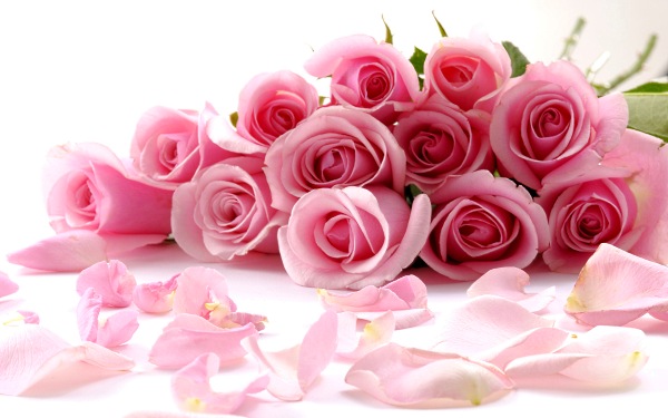 цветы фото, розовые лепестки