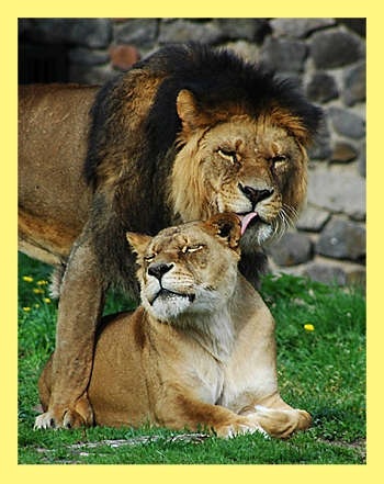 красивые животные лев