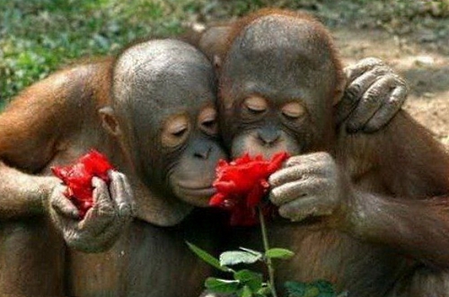 обезьяны и цветы