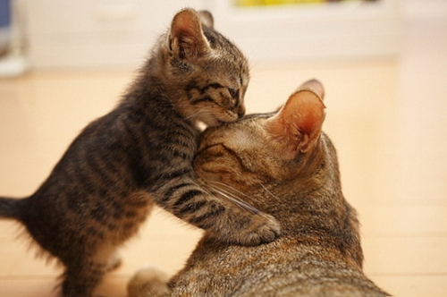котенок целует маму